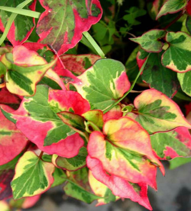 楽天市場 花苗 五色ドクダミ 1鉢 お届け中 Houttuynia Cordata Chameleon 多年草 カラーリーフ 白花 ハッピーガーデン