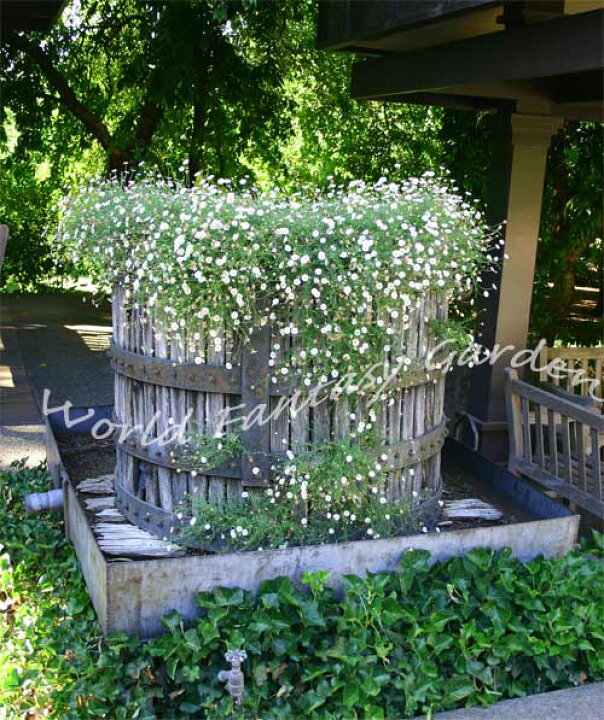 楽天市場 花苗 エリゲロン カルビンスキアヌス 1鉢3号 お届け中 Erigeron Karvinskianusbi 花苗 苗 冬苗 宿根草 イングリッシュガーデン 花 苗 鉢植え 庭植え ガーデニング 花壇 ロックガーデン 白花 グランドカバー 春苗 多年草 0430 ハッピーガーデン