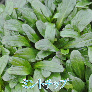 ԕc H AWK ~g`bv 1 2.5`3y͂z Ajuga mint chip ~c t ĕc tc N  VFChK[f VF[hK[f A  c N OhJo[ 񂹐A nM