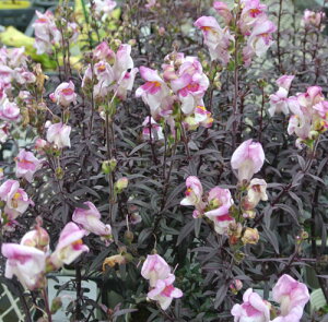 ԕc H N h   LM\E uYhS 1 3`3.5 y10{?͂ Hcs\z Antirrhinum Bronze Dragon c    t J[[t CObVK[
