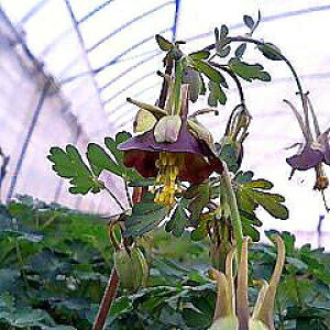 ԕc h c ANMA `R[g\W[ 3.5y͂ Ԍ㊔zI_}L  Aquilegia viridiflora Chocolate Soldier F t HJ  ϊN K[fjO A A