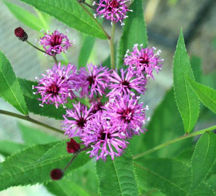 楽天市場 花苗 春 バーノニア パープル 1鉢 3 5号 お届け中 Vernonia Noveboracensis 花苗 宿根草 イングリッシュガーデン 苗 鉢植え 草丈高い 紫花 白花 庭植え ガーデニング 花壇 ハッピーガーデン