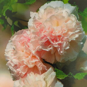 ԕc H N h  AZA zzbN 1 3.5 6Iy͂zAlthaea rosea ĊJ d炫tE ^`AIC CObVK[f A A Ԓd t H nbs[K