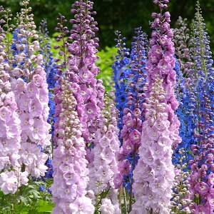 �ԕc �t �~ �H �f���t�B�j�E�� �}�W�b�N�t�@�E���e�� �I�ׂ�Z�b�g 3.5�������O�|�b�g�y���͂����zDelphinium Magic Fountains �}�W�b�N�t�@���e�� �� �c �h���� �C���O���b�V���K�[�f�� ���A�� ��A