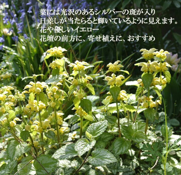 楽天市場】花苗 春 夏 ガーデンラミウム ガリオブドロン 1鉢 3〜3.5号 