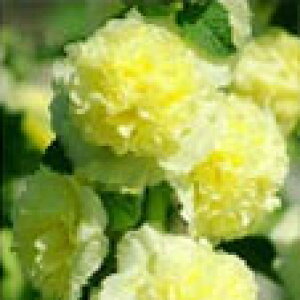 ԕc H N h  AZA zzbN 1 3.5 6Iy͂zAlthaea rosea ĊJ d炫tE ^`AIC CObVK[f A A Ԓd t H nbs[K