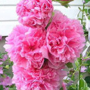 花苗 秋 多年草 宿根草 花 アルセア ホリホック 1鉢 3.5号 6種より選択【お届け中】Althaea rosea 夏開花 八重咲きフヨウ タチアオイ イングリッシュガーデン 鉢植え 庭植え 花壇 春 秋 ハッピーガ