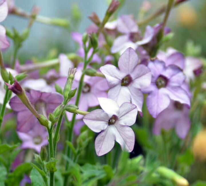 楽天市場 花苗 春 ニコチアナ パフュームブルー 1鉢 3 3 5号 お届け中 Nicotiana Perfume Blue 花苗 夏 夏の花 苗 ガーデニング 寄せ植え 庭植え 鉢植え 花壇 22spr イングリッシュガーデン ガーデン 花壇 ハッピーガーデン 楽天市場 花苗 春 ニコチアナ パフュームブルー 1鉢 3 3 5号 お届け中 Nicotiana Perfume Blue 花苗 夏 夏の花 苗 ガーデニング 寄せ植え 庭植え 鉢植え 花壇 22spr イングリッシュガーデン ガーデン 花壇 ハッピーガーデン