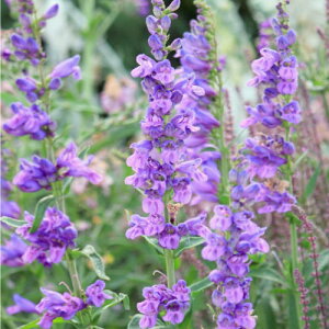 ԕc H N h  yXe XgN^X 1 3`3.5y10{?͂ Hcs\z Penstemon strictus CObVK[f Ԓd A K[f K[fjO  c ϊ