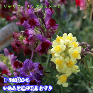 ԕc H iA bvXg[ ~bNXJ[ 1 3`3.5y͂zLinaria Ripple Stonea P N h c t CObVK[f A A K[fjO Ԓd O