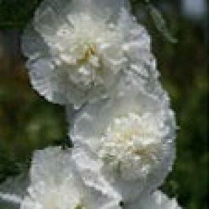 ԕc H N h  AZA zzbN 1 3.5 6Iy10{`͂ Hcs\zAlthaea rosea ĊJ d炫tE ^`AIC CObVK[f A A 