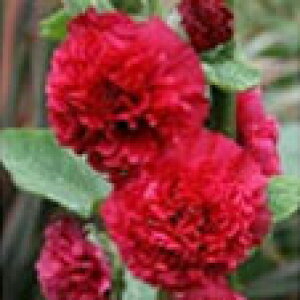 ԕc  AZA zzbN 1 3`3.5 6I ԂȂł͂y͂zAlthaea rosea ĊJ h  c d炫tE ^`AIC CObVK[f A A Ԓd t