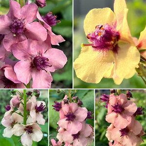 ԕc H N h  o[oXJ TU`[ 1 3.5y10{?͂ Hcs\zVerbascum Southern Charm N  ԐFLx F tc Hc A Ԓd A 񂹐A 