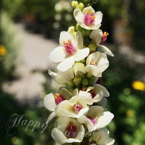 花苗 夏 バーバスカム ウェディングキャンドル 1鉢 3〜3.5号【お届け中】Verbascum Wedding candle 苗 多年草 冬 春 白花 黄花 草丈高 イングリッシュガーデン 花 鉢植え 庭植え 寄せ植え ガーデニン