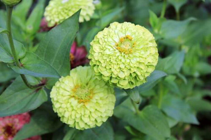 楽天市場 花苗 ジニア ジャイアント ライムグリーン 1鉢 3 3 5号 お届け5月中旬 先行予約 Zinnialimegreen イングリッシュガーデン 緑花 夏咲き 花苗 夏の花 苗 ボーダー花壇 夏苗 花の苗 寄せ植え 庭植え 22spr ハッピーガーデン 楽天市場 花苗 ジニア ジャイアント ライムグリーン 1鉢 3 3 5号 お届け5月中旬 先行予約 Zinnialimegreen イングリッシュガーデン 緑花 夏咲き 花苗 夏の花 苗 ボーダー花壇 夏苗 花の苗 寄せ植え 庭植え 22spr ハッピーガーデン