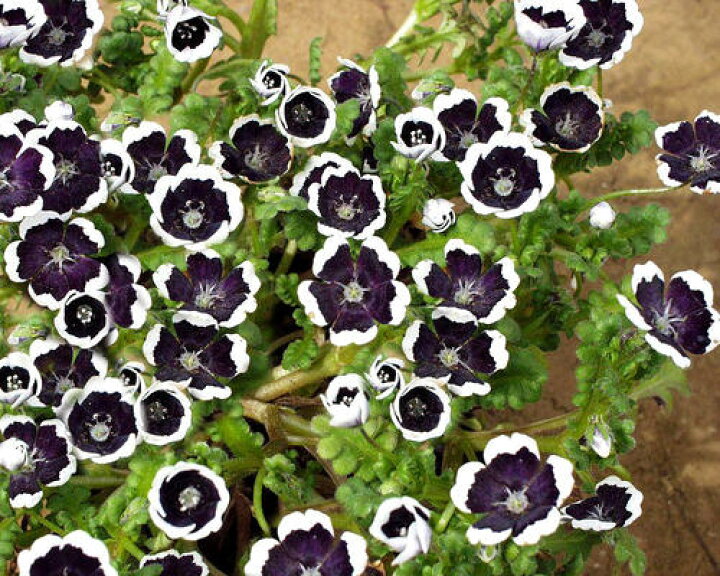 楽天市場 花苗 ネモフィラ ペニーブラック 1鉢 Nemophila Pennie Black 1ポットセット スーパーdeal15 ポイントバック ハッピーガーデン 楽天市場 花苗 ネモフィラ ペニーブラック 1鉢 Nemophila Pennie Black 1ポットセット スーパーdeal15 ポイントバック ハッピーガーデン
