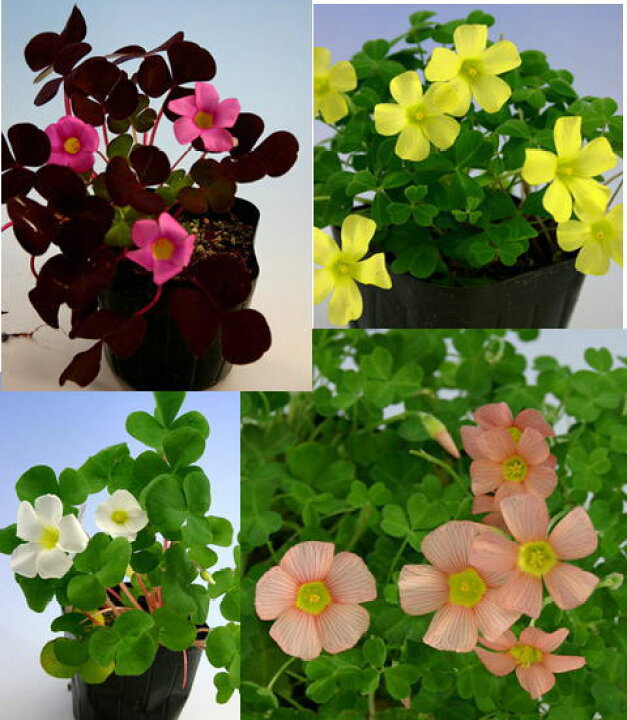 楽天市場 オキザリス Oxalis パープルドレス コモサピンク コモサイエロー バビアビリス ハッピーガーデン