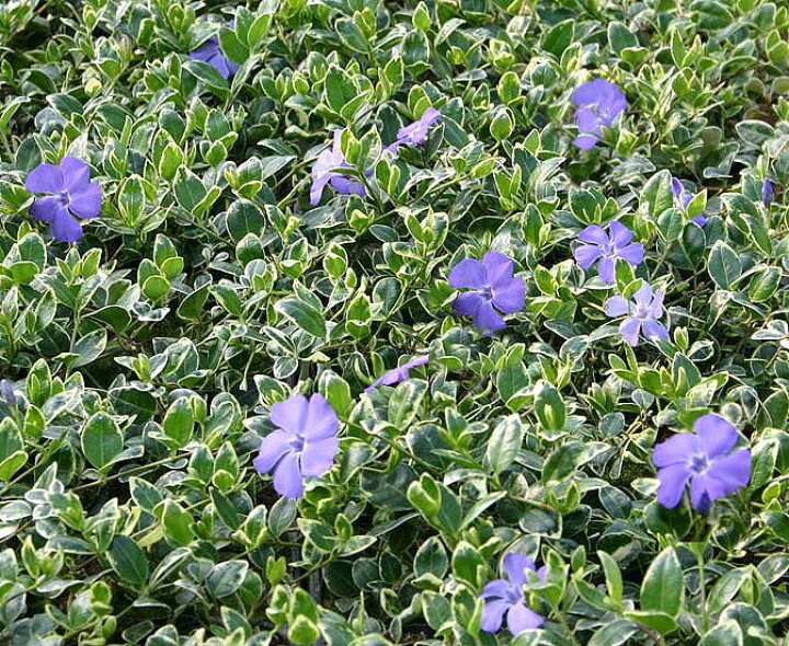 楽天市場 ビンカミノールアリゲンテオ バリエガータ 青花3鉢セット Vinca Minor Aregenteovariegata ハッピーガーデン