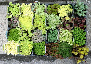 苗 セット 多肉植物 観葉植物の人気商品 通販 価格比較 価格 Com