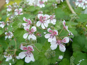 ԕc H N h  Gf[ ySjtH[ 1 3~3.5y10{`͂ Hcs\zErodium pelargonifulorum PtE ySjt ᒆ A Ԓd A 