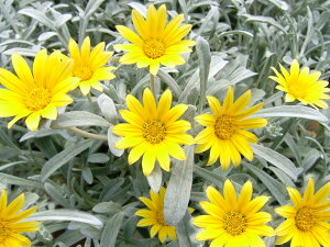 楽天市場 ガーデニング 夏苗 Gazania ガザニア ハッピーガーデン