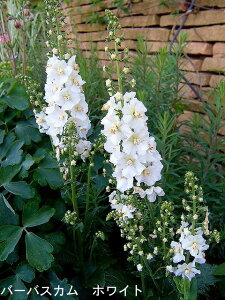 ԕc H N h  o[oXJ 2I 1 3.5y10{?͂ Hcs\zVerbascum phoeniceum N  ԉ CObVK[f 񂹐A c A A K[fj