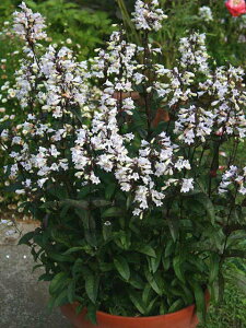 ԕc H N h  yXe nXJ[bh 1 3`3.5y10{?͂ Hcs\zPenstemon digitalis 'Huskers Red' Hc ~c  CObVK[f A A K[f