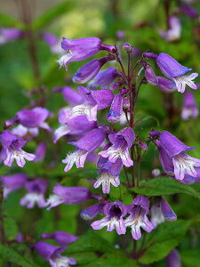 ԕc H N h  yXe X[[ 1 3`3.5y10{?͂ Hcs\zPenstemon smallii H ~ c  CObVK[f A A K[fjO Ԓd Ԃ