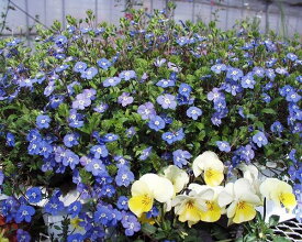 花苗 春 冬 秋 多年草 宿根草 ベロニカ オックスフォードブルー 選べるセット 3~3.5号【お届け中】青花 宿根草苗 グランドカバー 花壇苗 庭植え 鉢植え イングリッシュガーデン 耐寒性強 ハッピーガーデン【2025AKi】