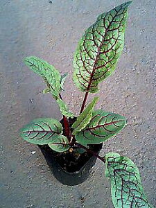 ԕc H N h  bNX TMlEX 1 3`3.5y10{`͂ Hcs\zRumex sanguineus Red Veined Dock ϊ N  J[[t OhJo[ CObV