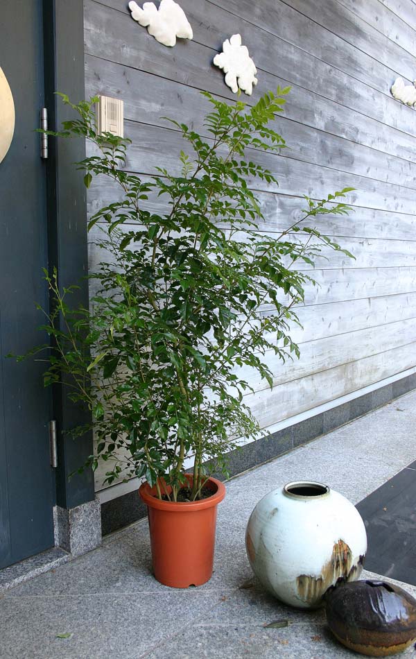 楽天市場 日陰に強いインテリア観葉植物 シマトネリコ8号鉢 ハッピーガーデン