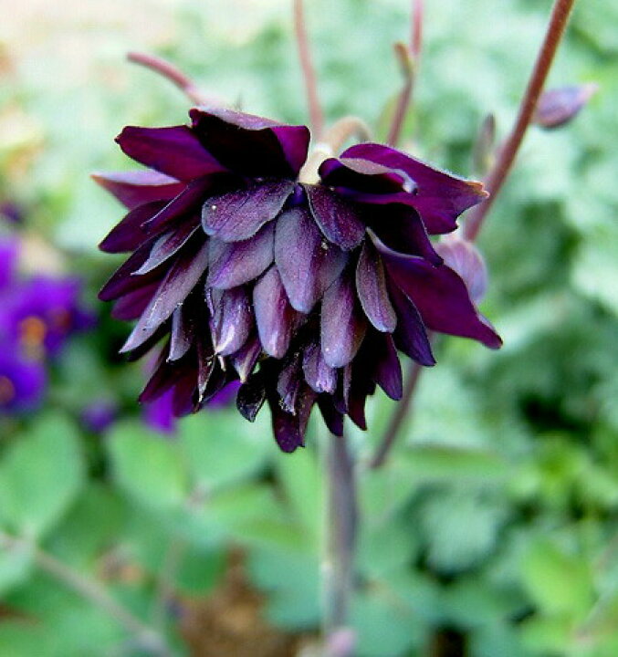 楽天市場 花苗 春 西洋オダマキ アクレギア ブラックバロー 1鉢 3 3 5号 お届け中 Aquilegia Vulgaris Var Stellata Black Barlow 春苗 秋冬苗 宿根草 おだまき オダマキ アクレギア 黒花 草丈中 ガーデニング 花壇 庭植え 花 シュッコン草 花の苗 寄せ植え 23spr