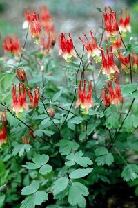 c ԕc ANMA g_X 13 y͂z Aquilegia canadensis Little Lantern@ԕc t c ԉ ᒆ ϊ h@I_}L ܂