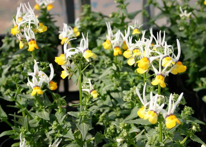 楽天市場 花苗 春 ネメシア マスカレード 1鉢3 3 5号 お届け中 Nemesia Cheiranthus Cv Masquerede 多年草 春苗 草花 苗 鉢植え 庭植え ガーデニング 花壇 22spr ハッピーガーデン