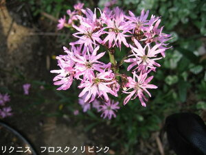 ԕc  H N NjX tXNNsN/zCgr 2I 1 3.5O|bg y͂zLychnis flos-cuculi White Robin t ~c tc h Ԓd A 񂹐A  