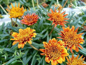 楽天市場 ガーデニング 夏苗 Gazania ガザニア ハッピーガーデン