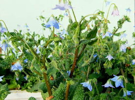 花苗 秋 多年草 宿根草 花 ボリジ 這性 クリーピングタイプ 1鉢 3~3.5号【お届け中】Borago laxiflora クリーピングボリジ ハーブ苗 耐寒性 強い ハーブ 水色 花壇 苗 草花 グランドカバー イングリッシュガーデン ハッピーガーデン 10下【2025AKi】