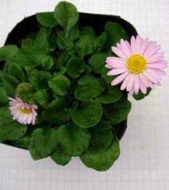 花苗 アルムの空 原種デイジー1鉢3～3.5号【お届け中】Bellis perennis デージー 多年草 ガーデニング 庭植え 草丈が低中 桃花 ハッピーガーデン 2024春