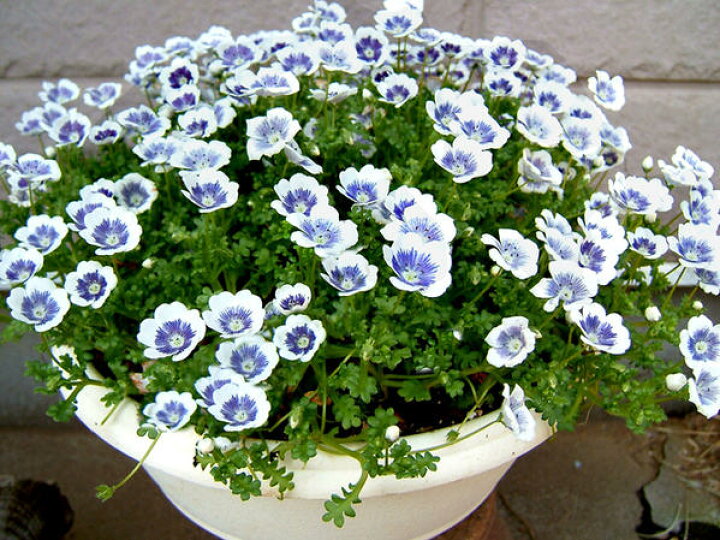 楽天市場 花苗 春 ネモフィラ ブルーベリーアイズ 6鉢セット 3 3 5号 お届け中 Nemophila Blueberry Eyes 耐寒性 1年草 白花 草丈低 ガーデニング 草花 ガーデン 寄せ植え 22spr ハッピーガーデン