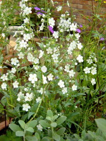 花苗 春 オンファロデス　6鉢セット 3～3.5号【お届け中】Omphalodes linifolia 草花 一年草 花苗 春 夏 青花 草丈が低中 イングリッシュガーデン 苗 鉢植え 庭植え ガーデニング 花壇 ハッピーガーデン【2024SPR】