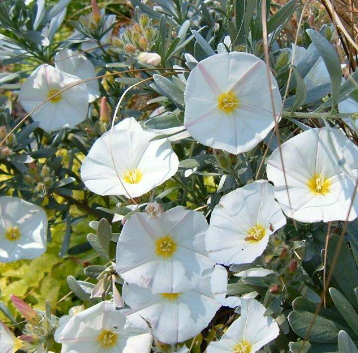 楽天市場 コンボルブルス クネオルム 3 5号サイズconvolvulus Cneorum ハッピーガーデン
