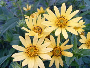 ԕc H N h  wATX NC[ 3`3.5y10{?͂ Hcs\zHelianthus Lemon Queen Hc ~c  䍂 A Ԓd A 񂹐A Rei COb
