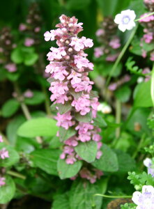 花苗 秋 アジュガ ピンクシェル 1鉢 2.5〜3号【お届け中 通年販売】Ajyuga Pink Shell 多年草 夏苗 グランドカバー 耐寒性 多年草 シェイドガーデン 桃色花 ガーデニング 寄せ植え 苗物 花の苗 日陰