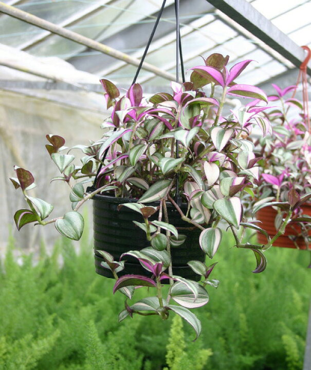 楽天市場】苗 観葉植物 トラディスカンチア セブリナ クオーダリー 6号 