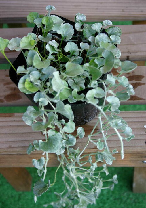楽天市場】花苗 ディコンドラ シルバーフォール 1鉢3.5号【お届け中】Dichondra Sliver Falls ダイコンドラ 多年草 グランドカバー シルバーリーフ 耐暑性 カラーリーフ 銀葉 ハンギング : ハッピーガーデン 楽天市場】花苗 ディコンドラ シルバーフォール 1鉢3.5号【お届け中】Dichondra Sliver Falls ダイコンドラ 多年草 グランドカバー シルバーリーフ 耐暑性 カラーリーフ 銀葉 ハンギング : ハッピーガーデン