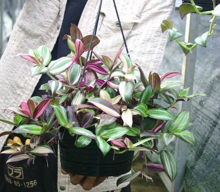 楽天市場】苗 観葉植物 トラディスカンチア セブリナ クオーダリー 6号 