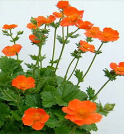 楽天市場 花苗 秋 ゲウム クッキー 1鉢3 5号 お届け中 花苗 秋 耐寒性 宿根草 草丈低 オレンジ色 イングリッシュガーデン 苗 鉢植え 庭植え ガーデニング 花壇 Geum Coccineum Cooky Fman10 ハッピーガーデン