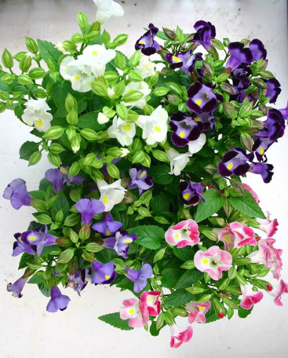 楽天市場 1000円ポッキリ 花苗 セット 夏トレニアトレニア ミックスカラー 4鉢セット 3 3 5号 お届け中 季節の花苗 花苗 セット 苗 苗物 庭植え 鉢植え ガーデニング 花壇色はおまかせ イングリッシュガーデン 鉢植え 寄せ植え 夏苗 草丈低 夏スミレ 22spr 楽天市場 1000円ポッキリ 花苗 セット 夏トレニアトレニア ミックスカラー 4鉢セット 3 3 5号 お届け中 季節の花苗 花苗 セット 苗 苗物 庭植え 鉢植え ガーデニング 花壇色はおまかせ イングリッシュガーデン 鉢植え 寄せ植え 夏苗 草丈低 夏スミレ 22spr