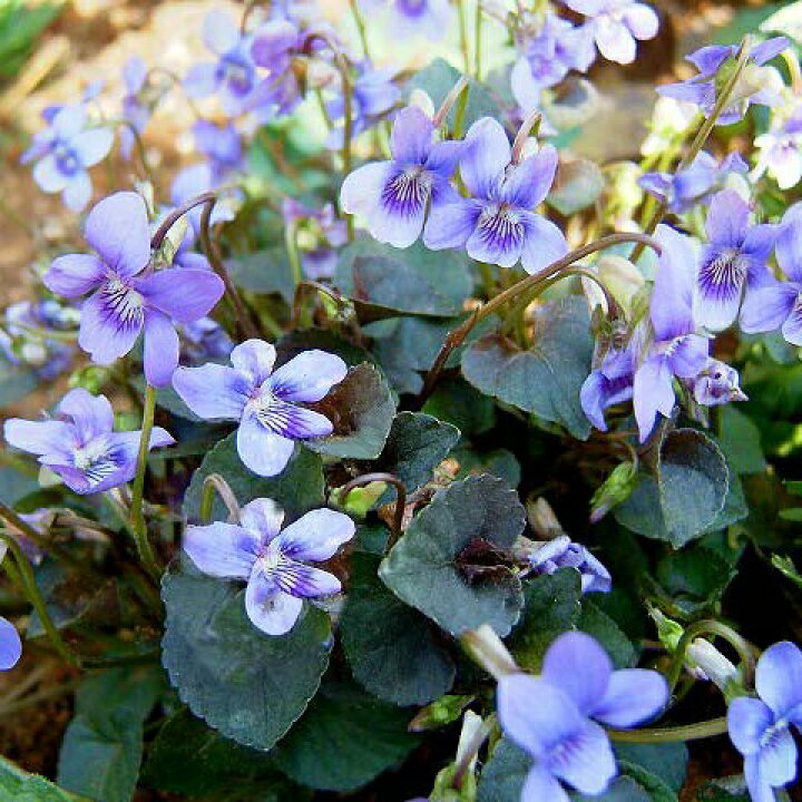 楽天市場 花苗 春 黒葉ビオラ ラブラドリカ 1鉢 3 3 5号 お届け中 ビオラ 苗 花苗 Viola Labradorica 秋 冬 耐寒性 宿根草 青花 草丈低 イングリッシュガーデン グランドカバー カラーリーフ 鉢植え 庭植え 寄せ植え 花壇 黒葉すみれ スミレ 21aki ハッピー 楽天市場 花苗 春 黒葉ビオラ ラブラドリカ 1鉢 3 3 5号 お届け中 ビオラ 苗 花苗 Viola Labradorica 秋 冬 耐寒性 宿根草 青花 草丈低 イングリッシュガーデン グランドカバー カラーリーフ 鉢植え 庭植え 寄せ植え 花壇 黒葉すみれ スミレ 21aki ハッピー