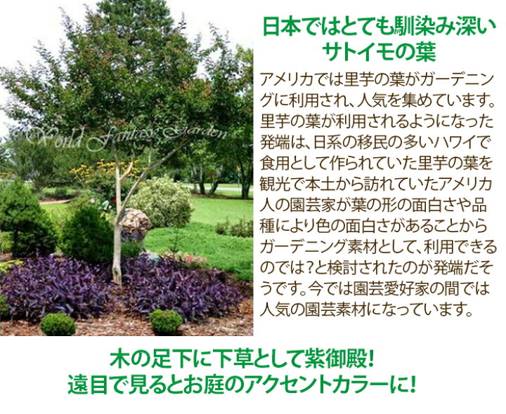 楽天市場】まとめ買いで1000円 花苗 紫御殿 ムラサキゴテン 3〜3.5号